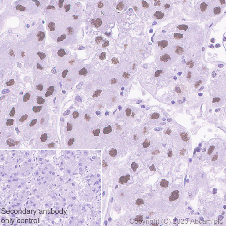 Immunohistochemistry (Formalin/PFA-fixed paraffin-embedded sections) - Rabbit specific IHC polymer detection kit HRP/DAB (AB209101)