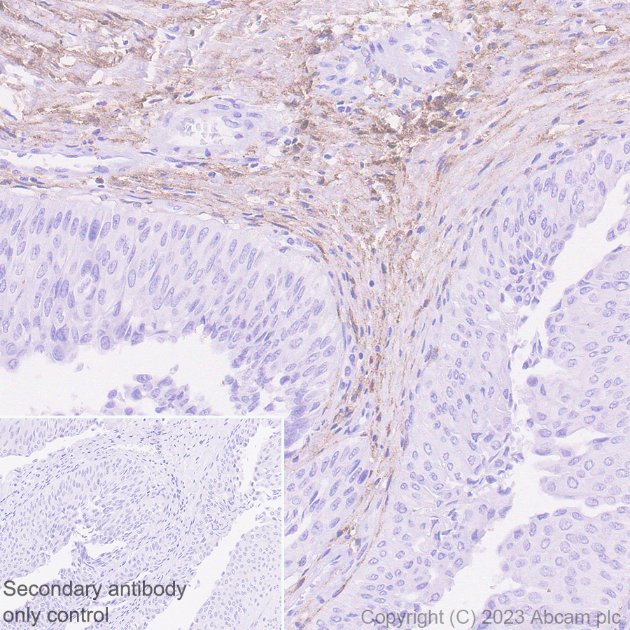 Immunohistochemistry (Formalin/PFA-fixed paraffin-embedded sections) - Rabbit specific IHC polymer detection kit HRP/DAB (ab209101), expandable thumbnail
