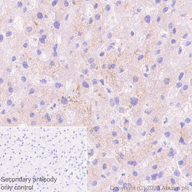 Immunohistochemistry (Formalin/PFA-fixed paraffin-embedded sections) - Rabbit specific IHC polymer detection kit HRP/DAB (AB209101)