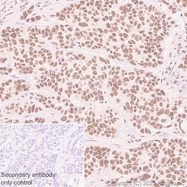 Immunohistochemistry (Formalin/PFA-fixed paraffin-embedded sections) - Rabbit specific IHC polymer detection kit HRP/DAB (AB209101)