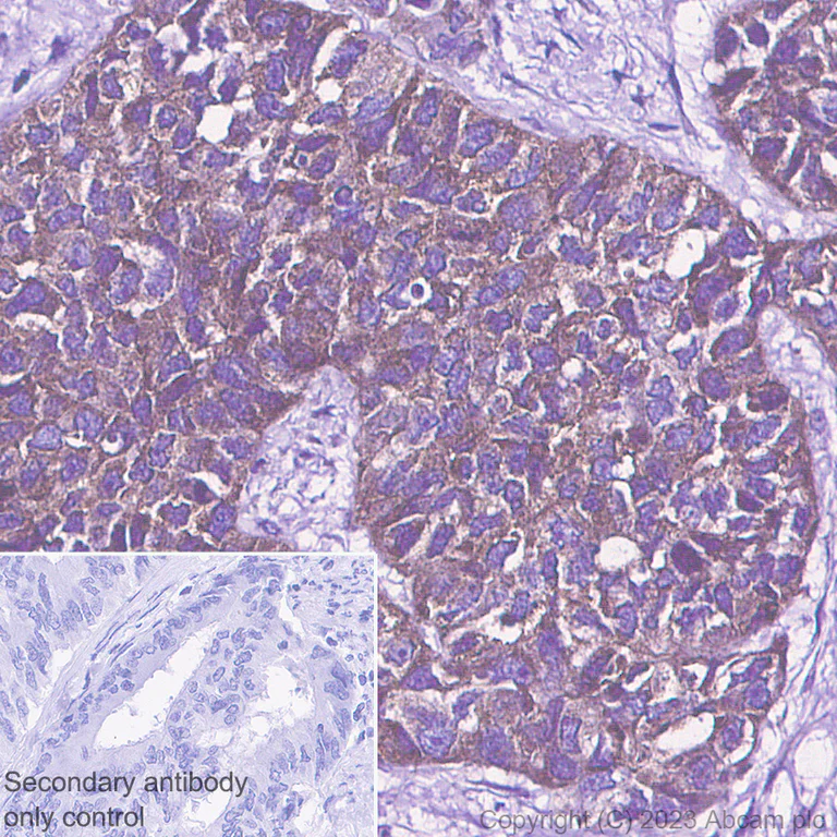 Immunohistochemistry (Formalin/PFA-fixed paraffin-embedded sections) - Rabbit specific IHC polymer detection kit HRP/DAB (AB209101)