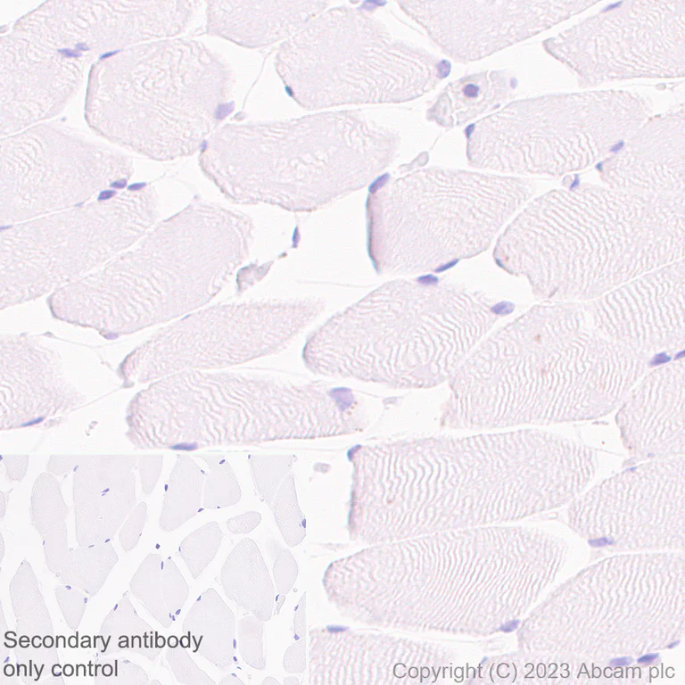 Immunohistochemistry (Formalin/PFA-fixed paraffin-embedded sections) - Rabbit specific IHC polymer detection kit HRP/DAB (AB209101)