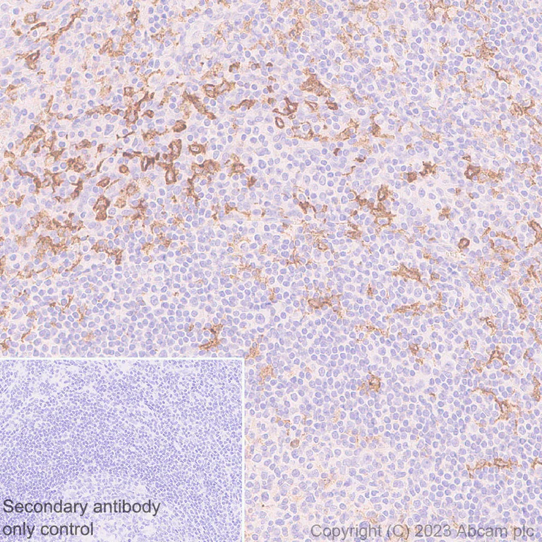 Immunohistochemistry (Formalin/PFA-fixed paraffin-embedded sections) - Rabbit specific IHC polymer detection kit HRP/DAB (AB209101)