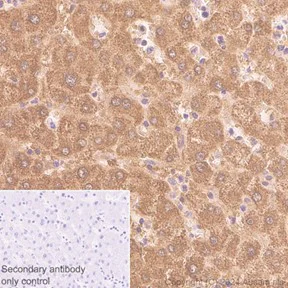 Immunohistochemistry (Formalin/PFA-fixed paraffin-embedded sections) - Rabbit specific IHC polymer detection kit HRP/DAB (AB209101)