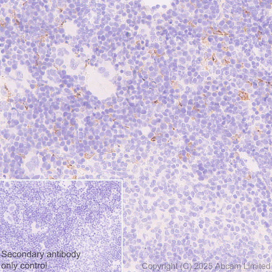 Immunohistochemistry (Formalin/PFA-fixed paraffin-embedded sections) - Rabbit specific IHC polymer detection kit HRP/DAB (ab209101), expandable thumbnail
