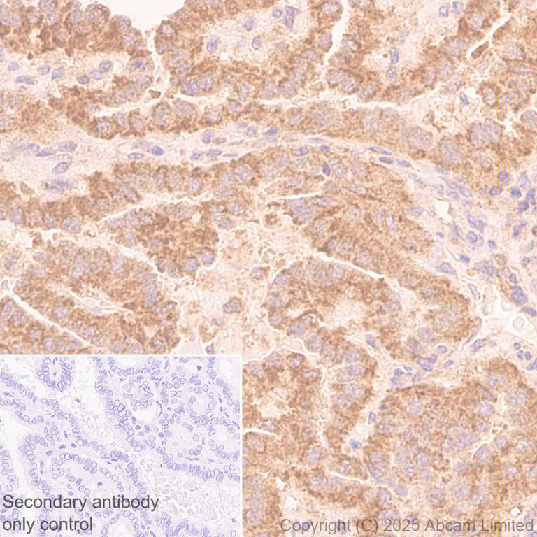 Immunohistochemistry (Formalin/PFA-fixed paraffin-embedded sections) - Rabbit specific IHC polymer detection kit HRP/DAB (AB209101)