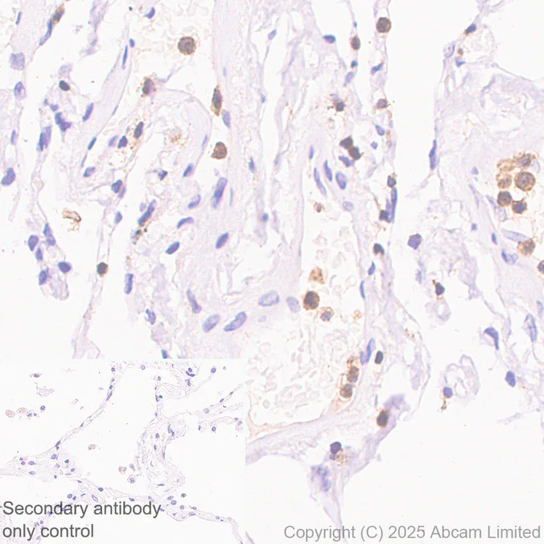 Immunohistochemistry (Formalin/PFA-fixed paraffin-embedded sections) - Rabbit specific IHC polymer detection kit HRP/DAB (AB209101)