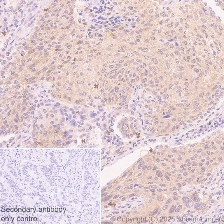 Immunohistochemistry (Formalin/PFA-fixed paraffin-embedded sections) - Rabbit specific IHC polymer detection kit HRP/DAB (AB209101)