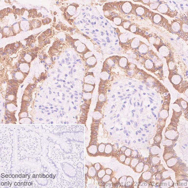Immunohistochemistry (Formalin/PFA-fixed paraffin-embedded sections) - Rabbit specific IHC polymer detection kit HRP/DAB (AB209101)