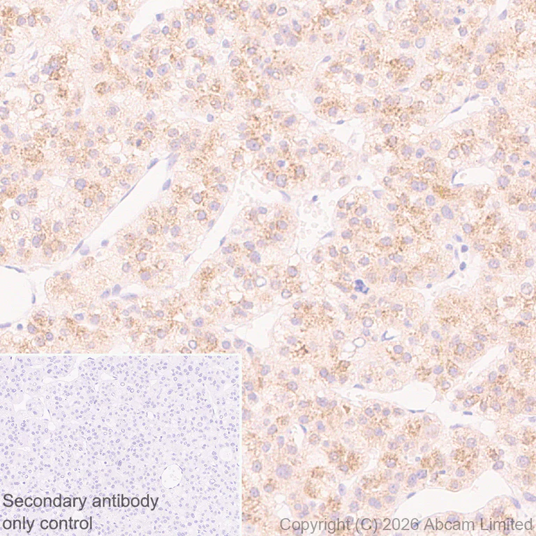 Immunohistochemistry (Formalin/PFA-fixed paraffin-embedded sections) - Rabbit specific IHC polymer detection kit HRP/DAB (AB209101)