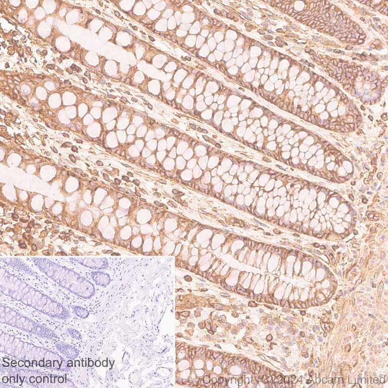 Immunohistochemistry (Formalin/PFA-fixed paraffin-embedded sections) - Rabbit specific IHC polymer detection kit HRP/DAB (AB209101)
