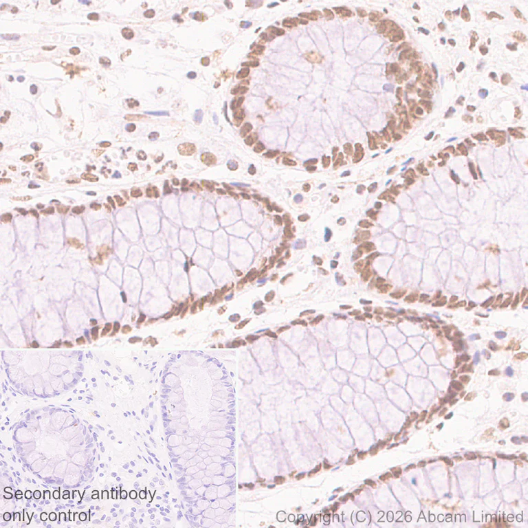Immunohistochemistry (Formalin/PFA-fixed paraffin-embedded sections) - Rabbit specific IHC polymer detection kit HRP/DAB (AB209101)