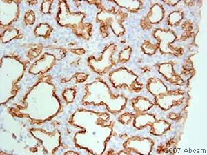 Immunohistochemistry (Formalin/PFA-fixed paraffin-embedded sections) - Rabbit Anti-Syrian Hamster IgG H&L (Biotin) (AB6782)