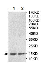 Western blot - Anti-RABIF antibody (AB205029)