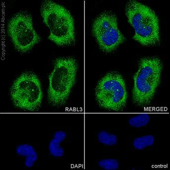 Immunocytochemistry/ Immunofluorescence - Anti-RABL3 antibody [EPR16709] - C-terminal (AB196024)
