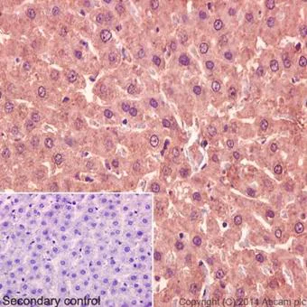 Immunohistochemistry (Formalin/PFA-fixed paraffin-embedded sections) - Anti-RABL3 antibody [EPR16709] - C-terminal (AB196024)