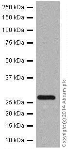 Western blot - Anti-RABL3 antibody [EPR16709] - C-terminal (AB196024)