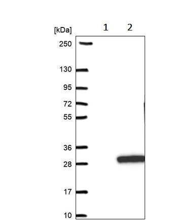Western blot - Anti-RABL5 antibody (AB243807)