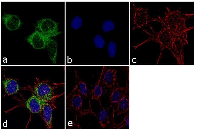 Immunocytochemistry/ Immunofluorescence - Anti-Rabphilin 3A antibody (AB3338)