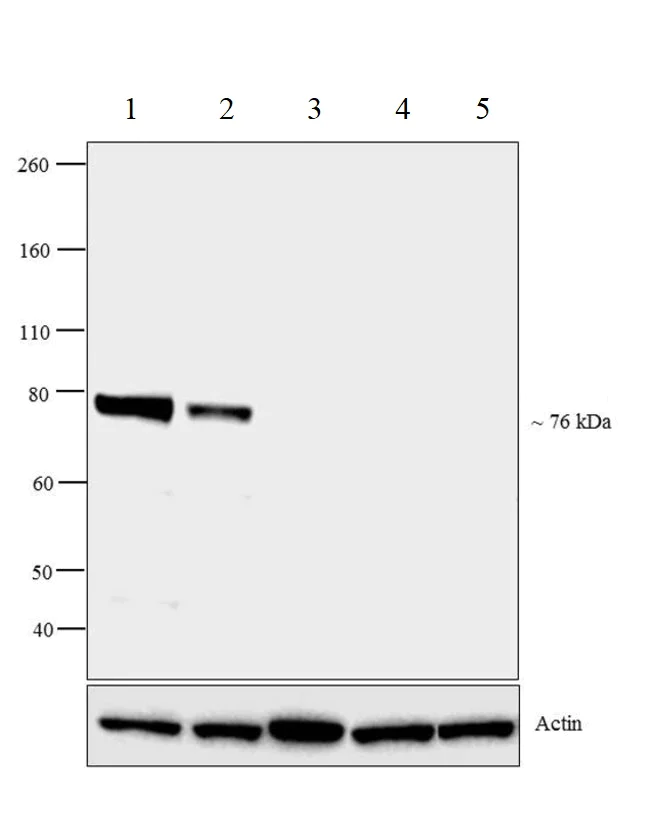 Western blot - Anti-Rabphilin 3A antibody (AB3338)
