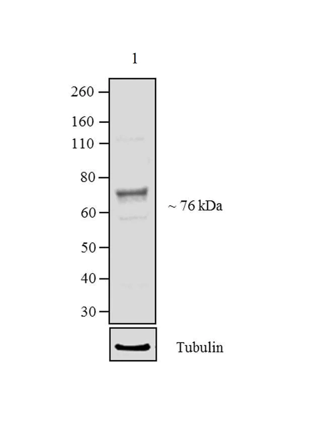 Western blot - Anti-Rabphilin 3A antibody (AB3338)