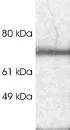 Western blot - Anti-Rabphilin 3A antibody (AB3338)