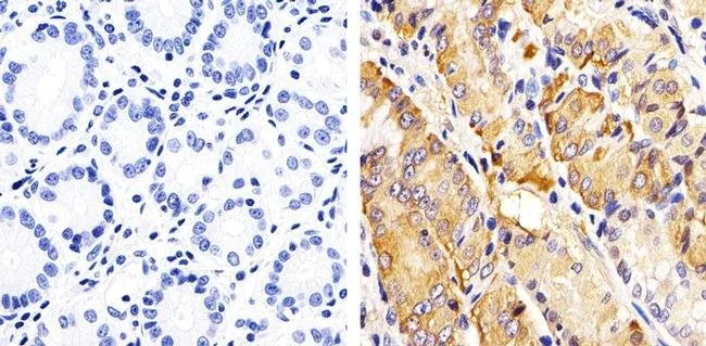 Immunohistochemistry (Formalin/PFA-fixed paraffin-embedded sections) - Anti-RAC1 + Cdc42 (phospho S71) antibody (AB5482)