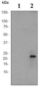Western blot - Anti-RAC1 + Cdc42 (phospho S71) antibody [EP221Y] - BSA and Azide free (AB247485)