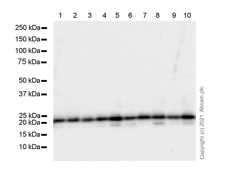 Western blot - Anti-Rac1 + Rac2 + Rac3 antibody [102/Rac1] (AB282581), expandable thumbnail