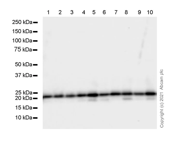 Western blot - Anti-Rac1 + Rac2 + Rac3 antibody [102/Rac1] - BSA and Azide free (AB282605)
