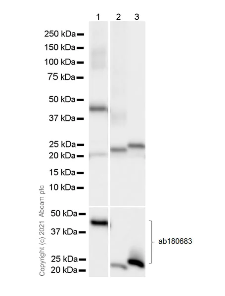Western blot - Anti-Rac1 + Rac2 + Rac3 antibody [102/Rac1] - BSA and Azide free (AB282605)