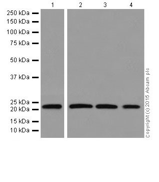 Western blot - Anti-Rac1 + Rac2 + Rac3 antibody [EPR18631] (AB180683), expandable thumbnail