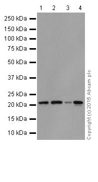 Western blot - Anti-Rac1 + Rac2 + Rac3 antibody [EPR18631] - BSA and Azide free (AB250247), expandable thumbnail