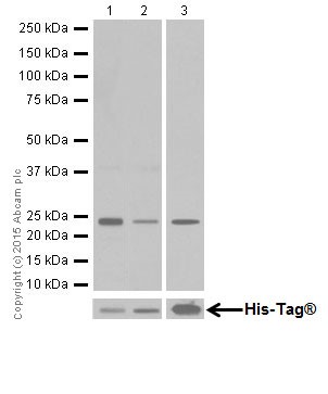Western blot - Anti-Rac1 + Rac2 + Rac3 antibody [EPR18631] - BSA and Azide free (AB250247), expandable thumbnail