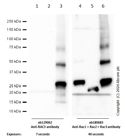 Western blot - Anti-Rac1 + Rac2 + Rac3 antibody [EPR18631] - BSA and Azide free (AB250247), expandable thumbnail