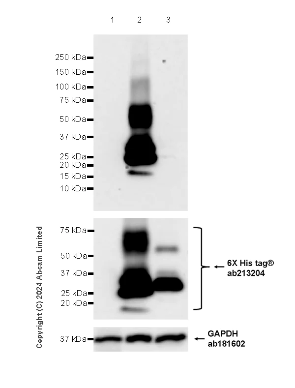 Western blot - Anti-Rac1b antibody [EPR28989-13] (AB322141)