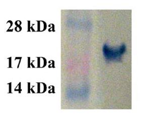Functional Studies - Rac2 Activation Assay Kit (AB211162), expandable thumbnail