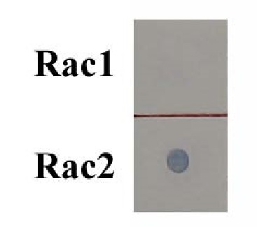 Functional Studies - Rac2 Activation Assay Kit (AB211162), expandable thumbnail