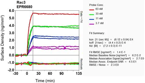 OI-RD Scanning - Anti-RAC3 antibody [EPR6680] (AB129062)