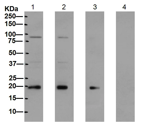 Western blot - Anti-RAC3 antibody [EPR6680] (AB129062)