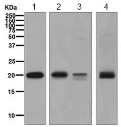 Western blot - Anti-RAC3 antibody [EPR6680] (AB129062)