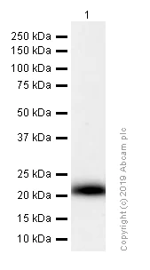 Western blot - Anti-RAC3 antibody [EPR6680] (AB129062)