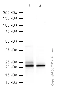 Western blot - Anti-RAC3 antibody [EPR6680] (AB129062)