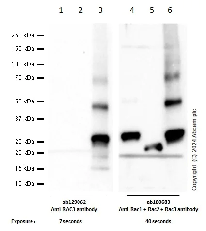 Western blot - Anti-RAC3 antibody [EPR6680] - BSA and Azide free (AB248272)