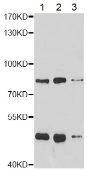 Western blot - Anti-RACGAP1/MGCRACGAP antibody (AB180802)