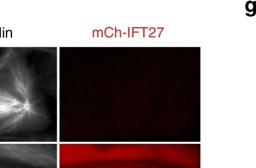 Western blot - Anti-RACGAP1/MGCRACGAP antibody (AB2270)