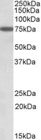 Western blot - Anti-RACGAP1/MGCRACGAP antibody (AB2270)