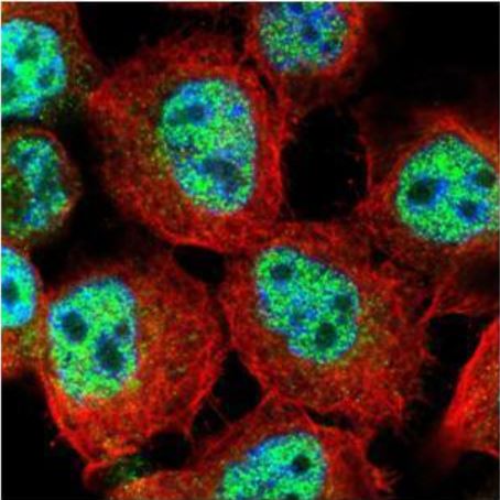 Immunocytochemistry/ Immunofluorescence - Anti-RACGAP1/MGCRACGAP antibody (AB97315), expandable thumbnail