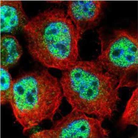 Immunocytochemistry/ Immunofluorescence - Anti-RACGAP1/MGCRACGAP antibody (AB97315)