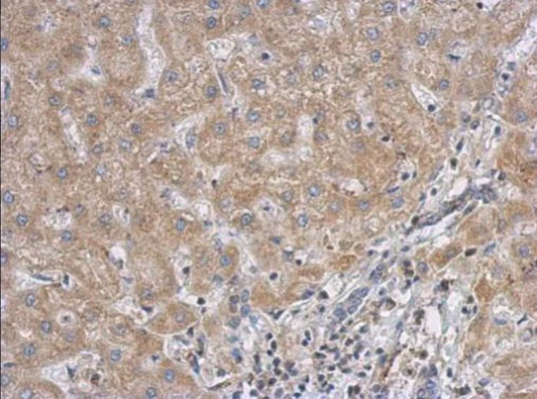 Immunohistochemistry (Formalin/PFA-fixed paraffin-embedded sections) - Anti-RACGAP1/MGCRACGAP antibody (AB97315)
